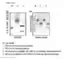 Fig. 02 - Protein complex by use of a specific site of an immunoglobulin fragment for linkage