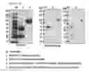 Fig. 03 - Protein complex by use of a specific site of an immunoglobulin fragment for linkage