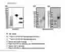 Fig. 04 - Protein complex by use of a specific site of an immunoglobulin fragment for linkage