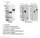 Fig. 06 - Protein complex by use of a specific site of an immunoglobulin fragment for linkage