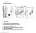 Fig. 07 - Protein complex by use of a specific site of an immunoglobulin fragment for linkage