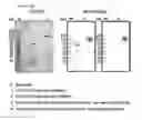 Fig. 08 - Protein complex by use of a specific site of an immunoglobulin fragment for linkage