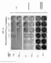 Fig. 05 - COMPOSITIONS COMPRISING ALKALINE PHOSPHATASE AND/OR NATRIURETIC PEPTIDE AND METHODS OF USE THEREOF