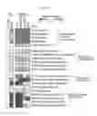 Fig. 33 - COMPOSITIONS AND METHODS FOR IMPROVING HEART FUNCTION AND TREATING HEART FAILURE