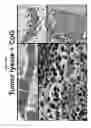 Fig. 28 - CD200 inhibitors and methods of use thereof