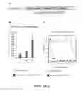Fig. 06 - Codon-optimized lentiviral vector for stem cell reprogramming