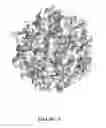 Fig. 05 - NSP10 self-assembling fusion proteins for vaccines, therapeutics, diagnostics and other nanomaterial applications