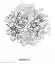 Fig. 07 - NSP10 self-assembling fusion proteins for vaccines, therapeutics, diagnostics and other nanomaterial applications