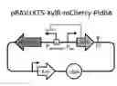 Fig. 01 - Selectively altering microbiota for immune modulation