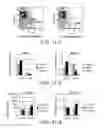 Fig. 09 - Combination therapy using T cell redirection antigen binding molecule against cell having immunosuppressing function