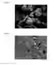 Fig. 02 - Composite particles including cellulose, inorganic compound, and hydroxypropyl cellulose