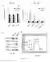 Fig. 03 - POLYMER-BASED THERAPEUTICS FOR INDUCTIVE BROWNING OF FAT