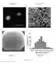 Fig. 06 - POLYMER-BASED THERAPEUTICS FOR INDUCTIVE BROWNING OF FAT
