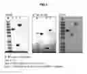 Fig. 04 - PROTEIN COMPLEX USING AN IMMUNOGLOBULIN FRAGMENT AND METHOD FOR THE PREPARATION THEREOF