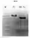 Fig. 08 - PROTEIN COMPLEX USING AN IMMUNOGLOBULIN FRAGMENT AND METHOD FOR THE PREPARATION THEREOF