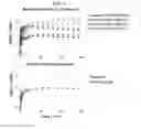 Fig. 08 - Radiolabeled Tracers for Poly (ADP-RIBOSE) Polymerase-1 (PARP-1), Methods and Uses Therefor