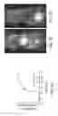 Fig. 02 - Multimodal silica-based nanoparticles