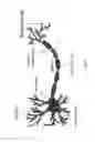 Fig. 07 - System and method for the regeneration of at least one severed nerve conduit