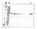 Fig. 01 - Purification method, purification kit, and silicon oxide-binding tag for use therein