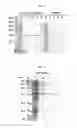 Fig. 02 - Purification method, purification kit, and silicon oxide-binding tag for use therein