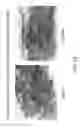 Fig. 02 - Compositions and methods to prevent cancer by stabilizing p53 through non MDM2-mediated pathways