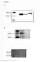 Fig. 05 - COMPOSITIONS AND METHODS FOR CONTROL OF VECTOR-BORNE DISEASE