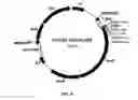 Fig. 06 - Gas Stirring Fermentation Device