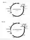 Fig. 07 - Gas Stirring Fermentation Device
