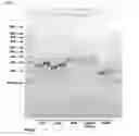 Fig. 02 - Methods and products for transfection