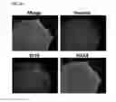 Fig. 09 - Methods and products for transfection