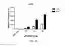 Fig. 08 - siRNA compositions that specifically downregulate expression of a variant of the PNPLA3 gene and methods of use thereof for treating a chronic liver disease or alcoholic liver disease (ALD)