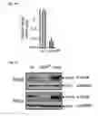 Fig. 19 - Methods and compositions for modulating AAV infection