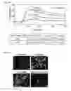 Fig. 23 - Methods and compositions for modulating AAV infection