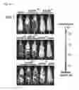 Fig. 29 - Methods and compositions for modulating AAV infection