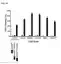 Fig. 37 - Methods and compositions for modulating AAV infection