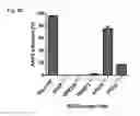 Fig. 41 - Methods and compositions for modulating AAV infection