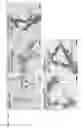 Fig. 30 - Methods of engineered tissue succulence in plants