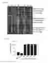 Fig. 50 - Methods of engineered tissue succulence in plants