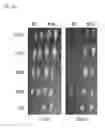 Fig. 55 - Methods of engineered tissue succulence in plants