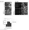 Fig. 74 - Methods of engineered tissue succulence in plants