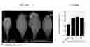 Fig. 75 - Methods of engineered tissue succulence in plants