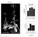 Fig. 76 - Methods of engineered tissue succulence in plants