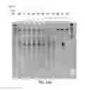 Fig. 237 - CRISPR enzymes and systems
