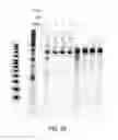 Fig. 241 - CRISPR enzymes and systems