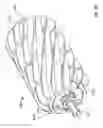 Fig. 100 - Pool cleaner impeller subassembly