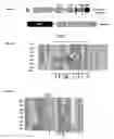 Fig. 02 - toxin receptors and uses thereof