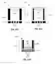 Fig. 28 - Micro-optics for imaging module with multiple converging lenses per channel