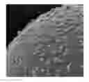 Fig. 01 - Toner