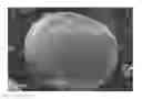 Fig. 01 - Controlled release mentholated tobacco beads