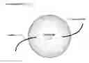 Fig. 01 - Depth of focus and visual acuity using colorized apodization of intra-ocular lenses